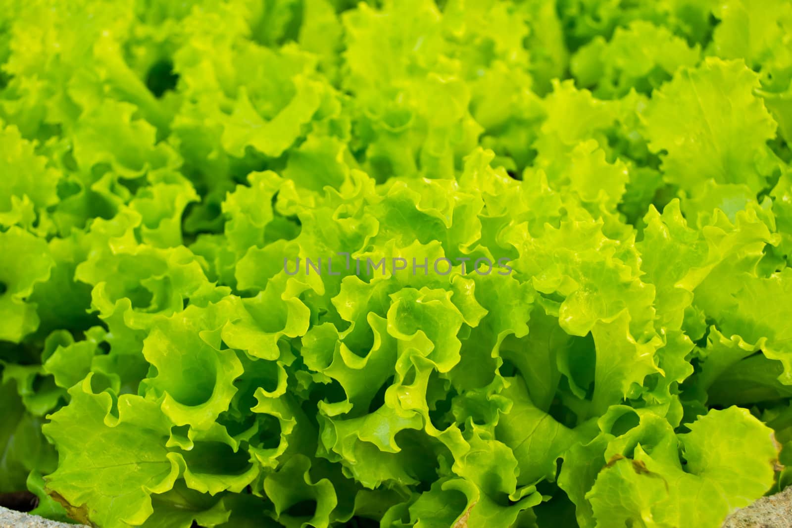 Close-up of lettuce leaves
