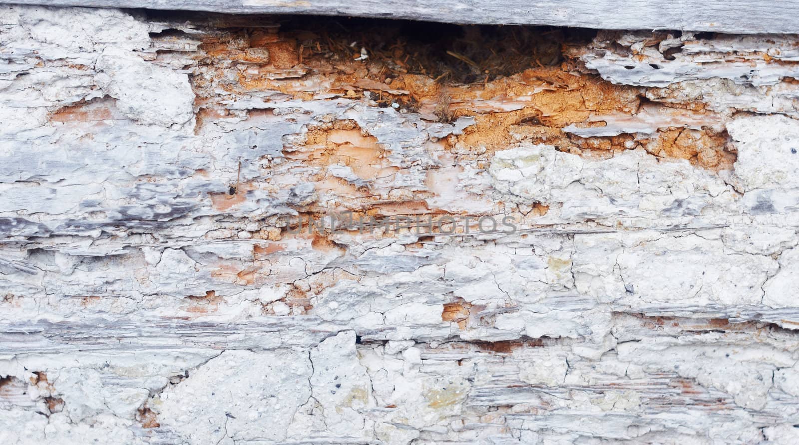 Old wooden board as a natural background