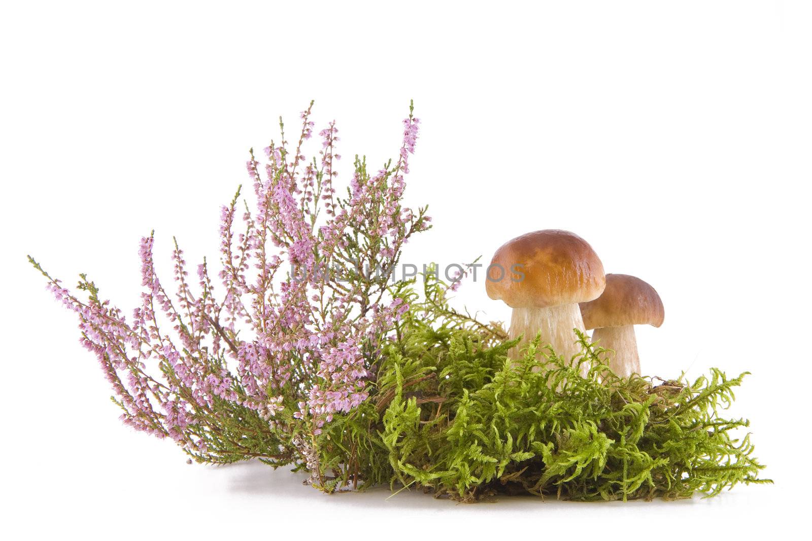 Two fresh porcini mushrooms in a green moss and heather isolated on white background