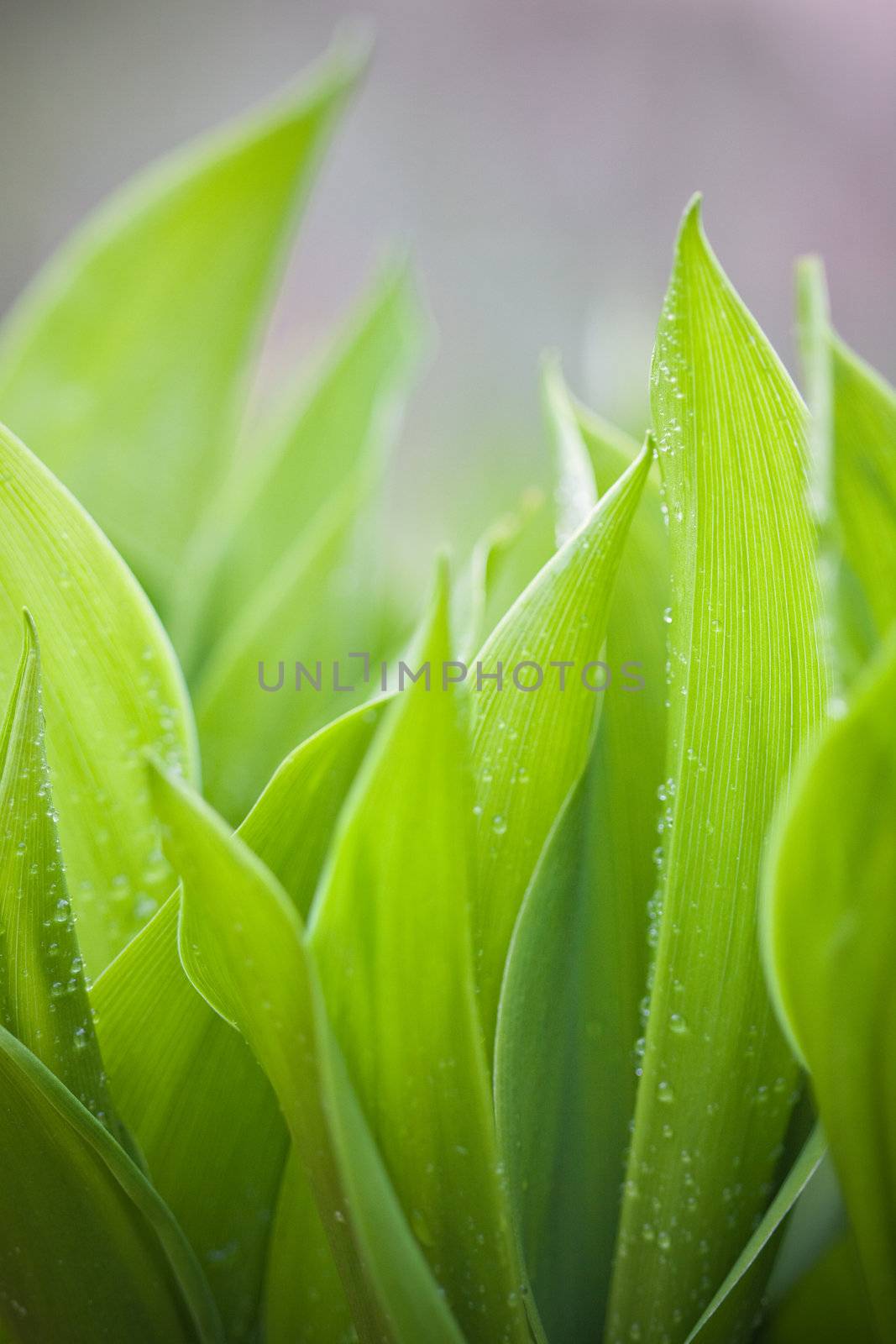 Focus on fresh green leafs of lilies, rain drops