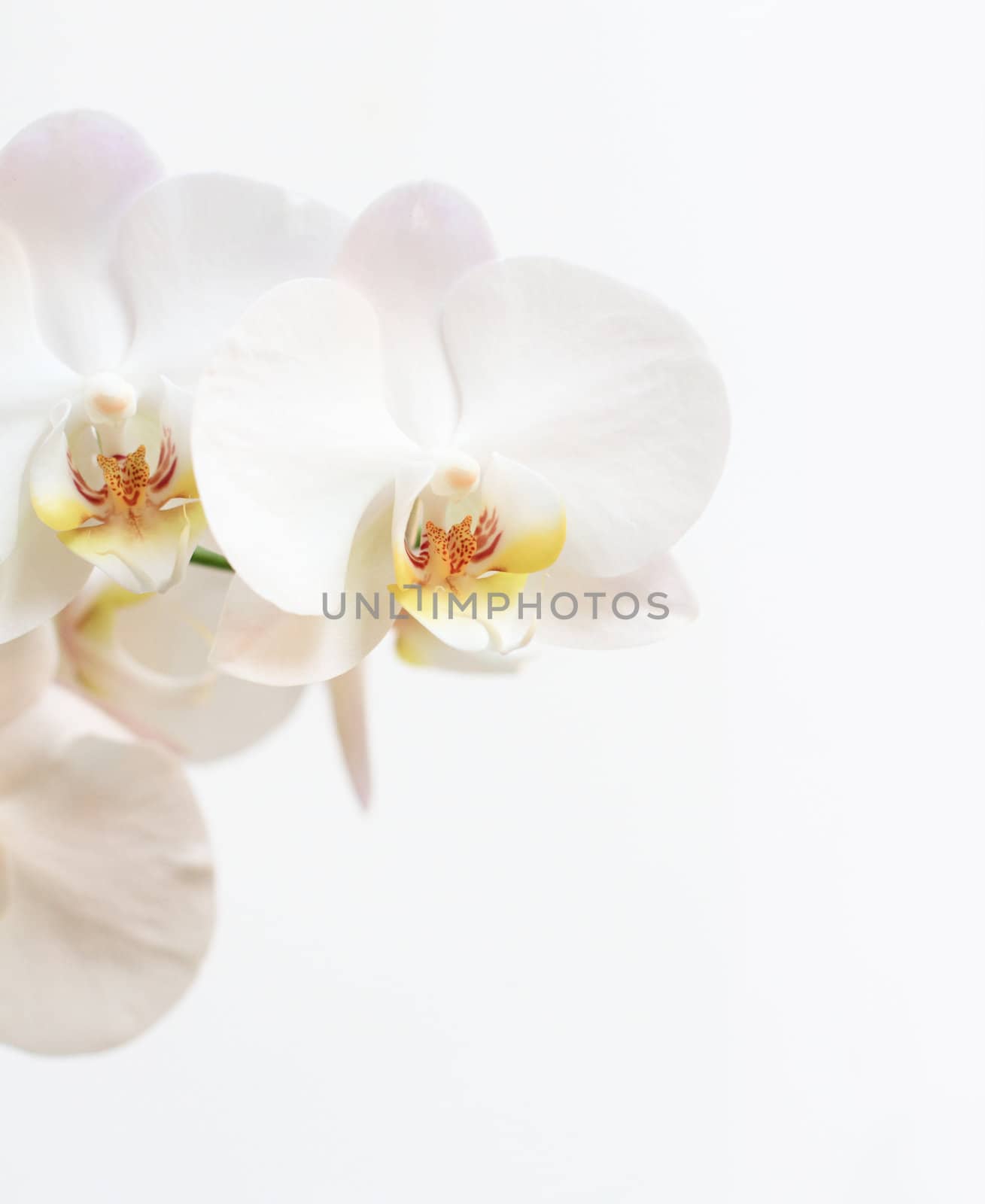 Close up of white orchid - phalaenopsis flower