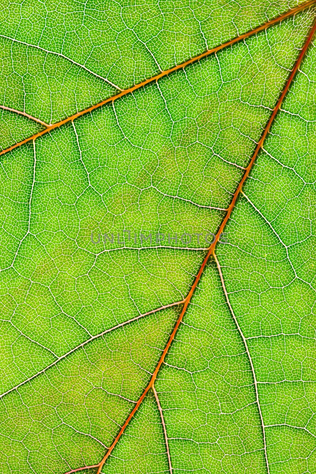 Closeup on fresh, green leaf with red venation