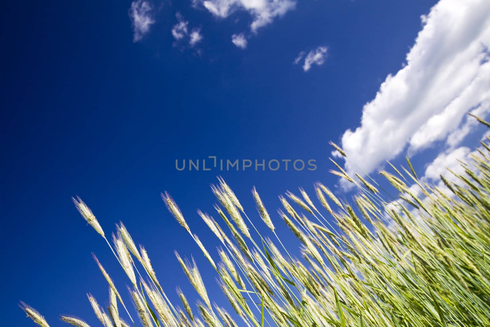 Crop, blue sky by Gbuglok