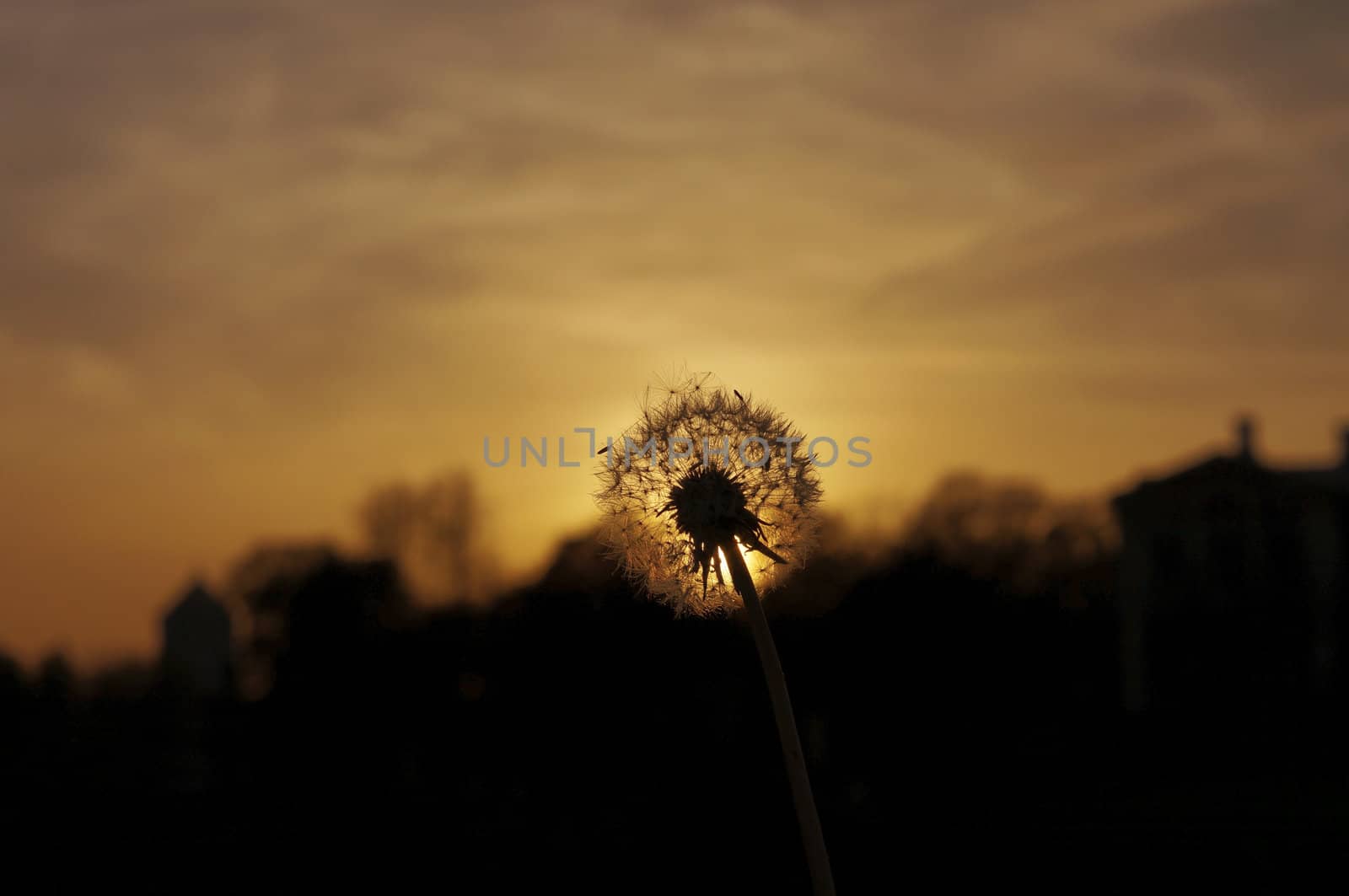 Dandelion sunset time