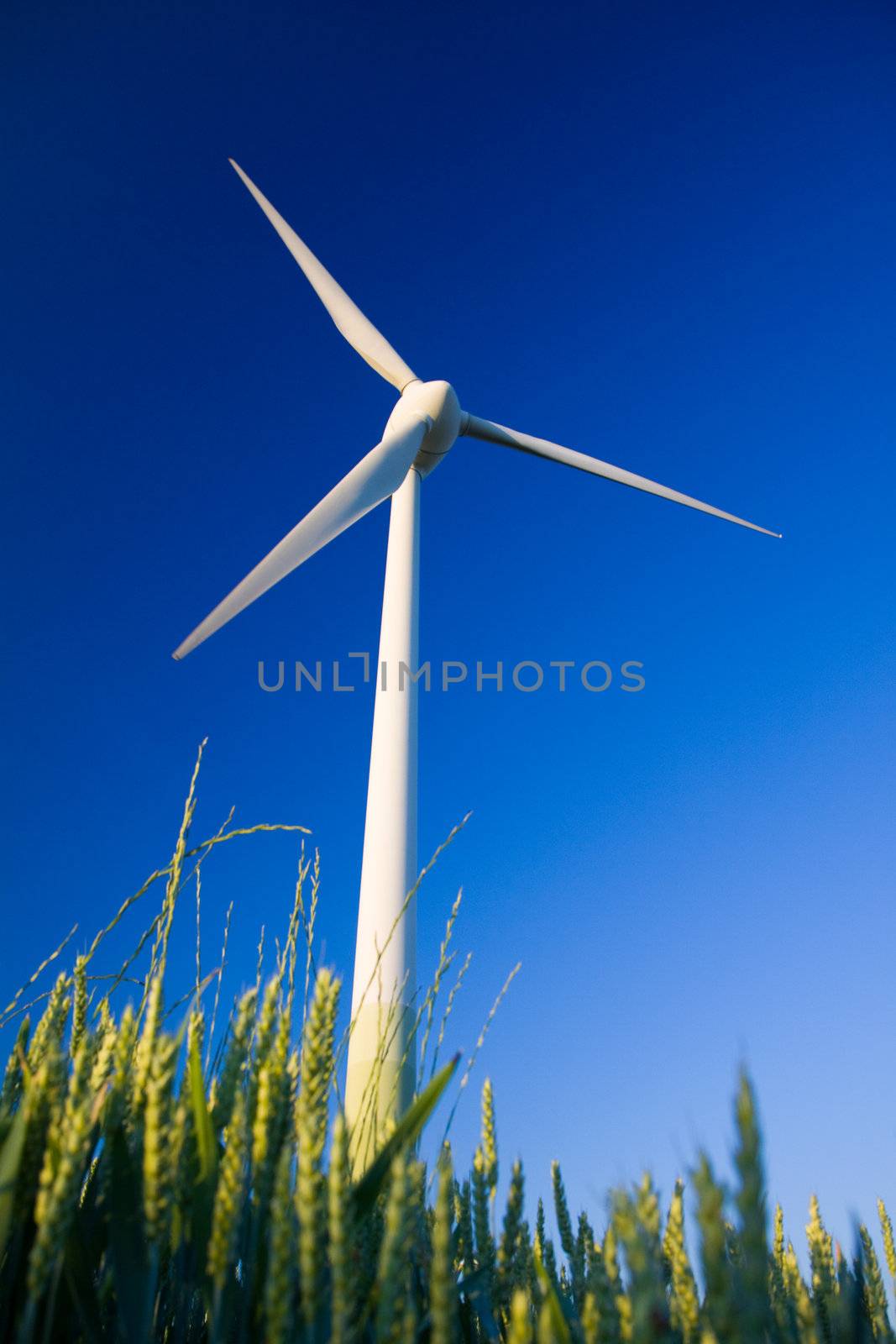 Windmill in a field of crop with blue sky