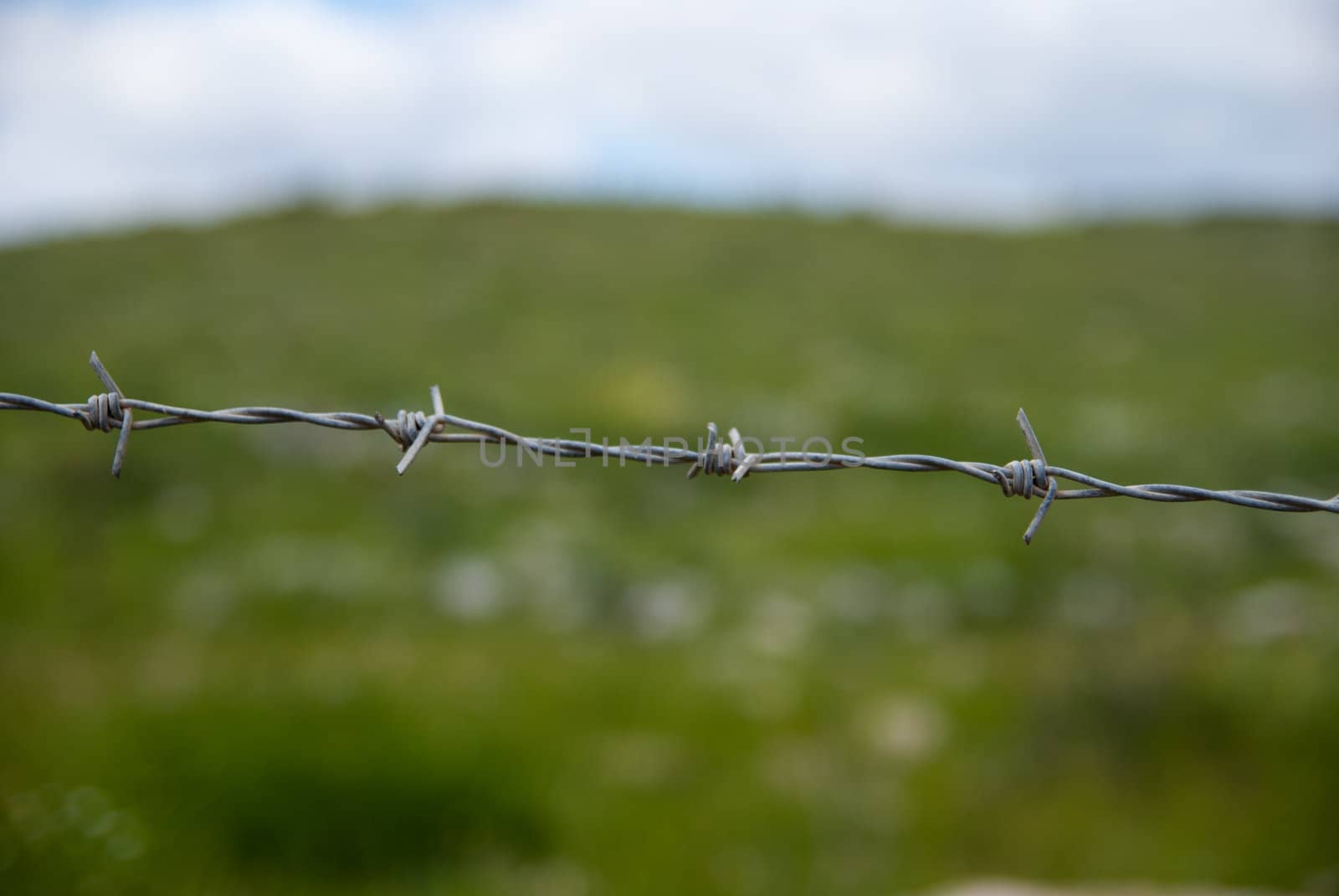 barbed wire on the background  green grass by Zhukow