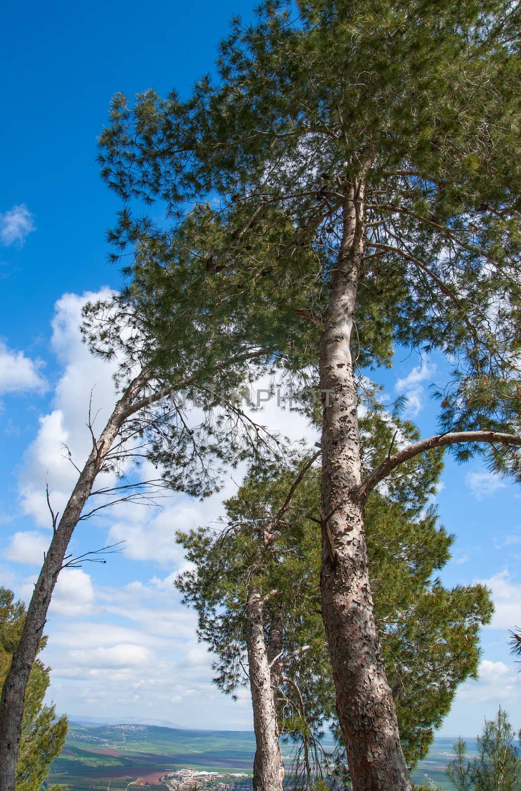 Tree canopy on the background the blue sky