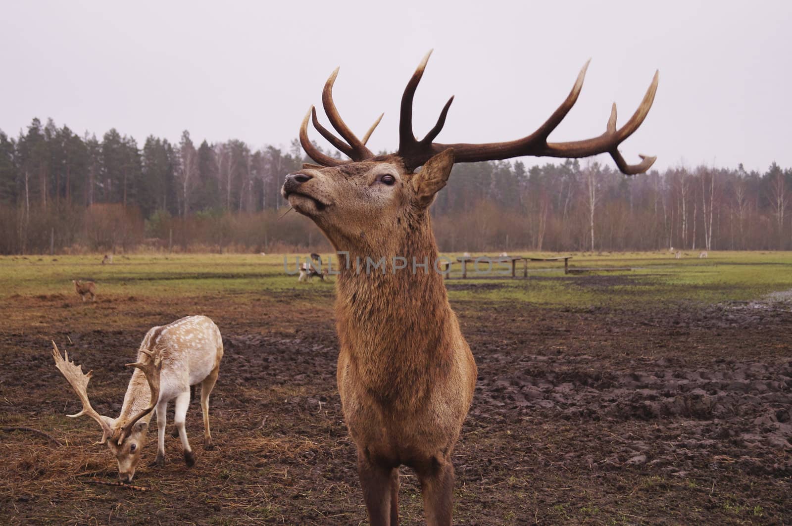 Dear stag in nature
