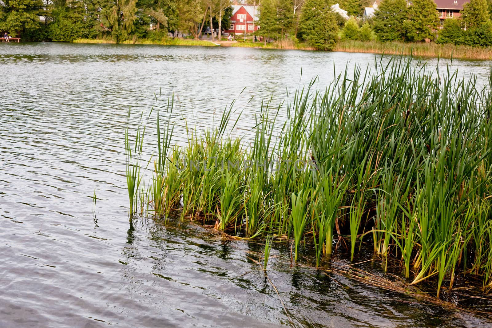 Green water grass in a lake in a summer day

