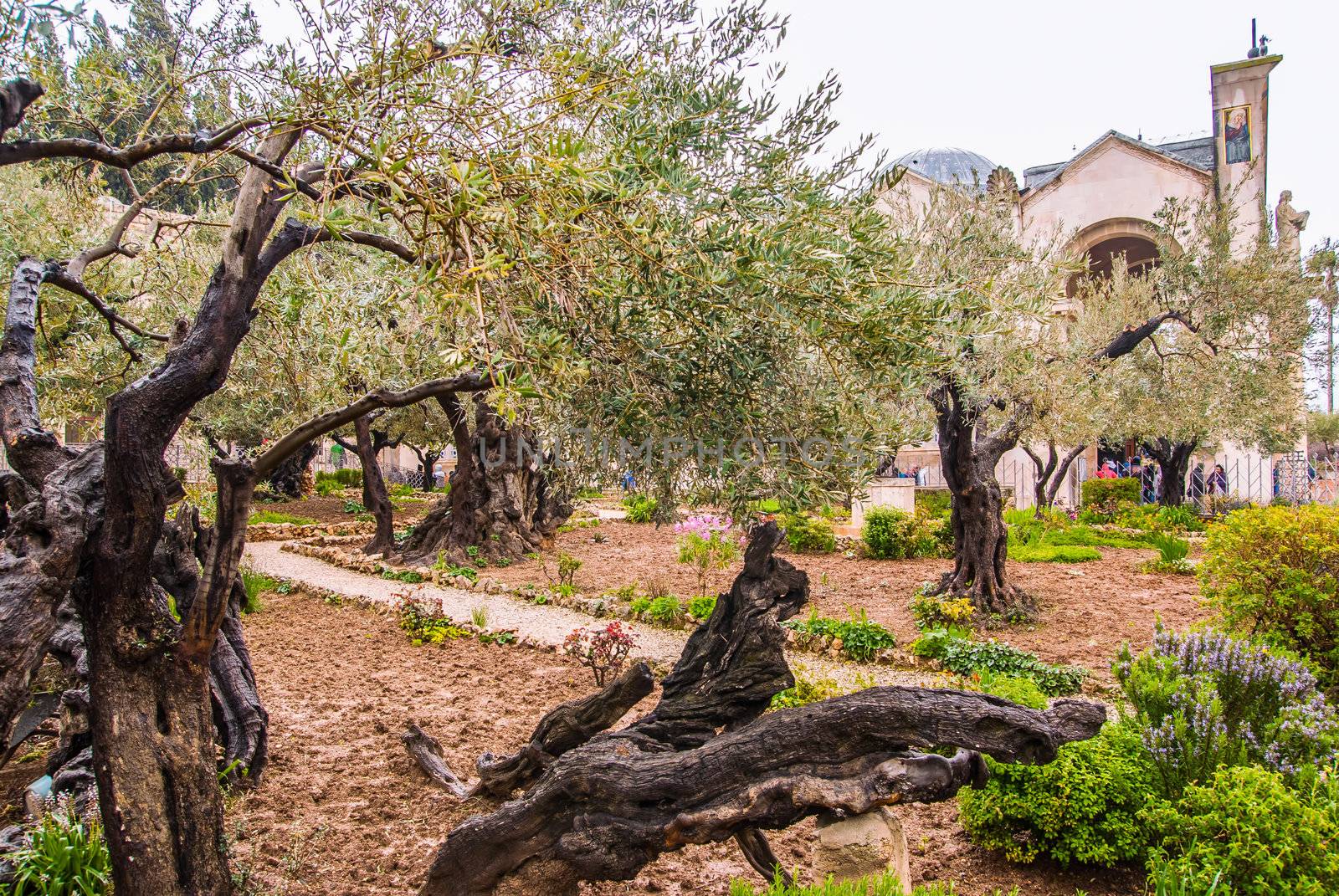 Jerusalem-Garden of Gethsemane by Zhukow