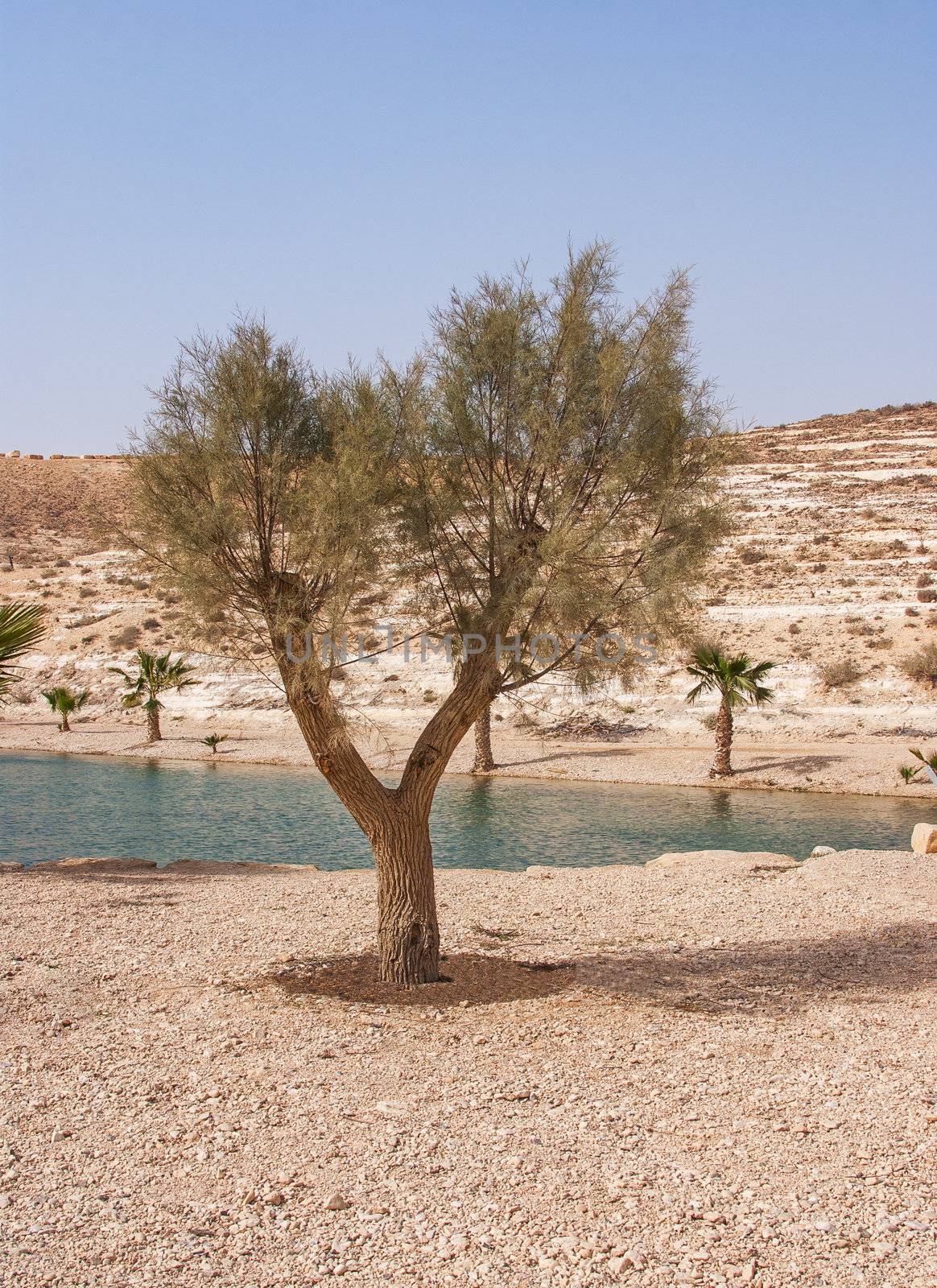 Oasis in the Desert by Zhukow