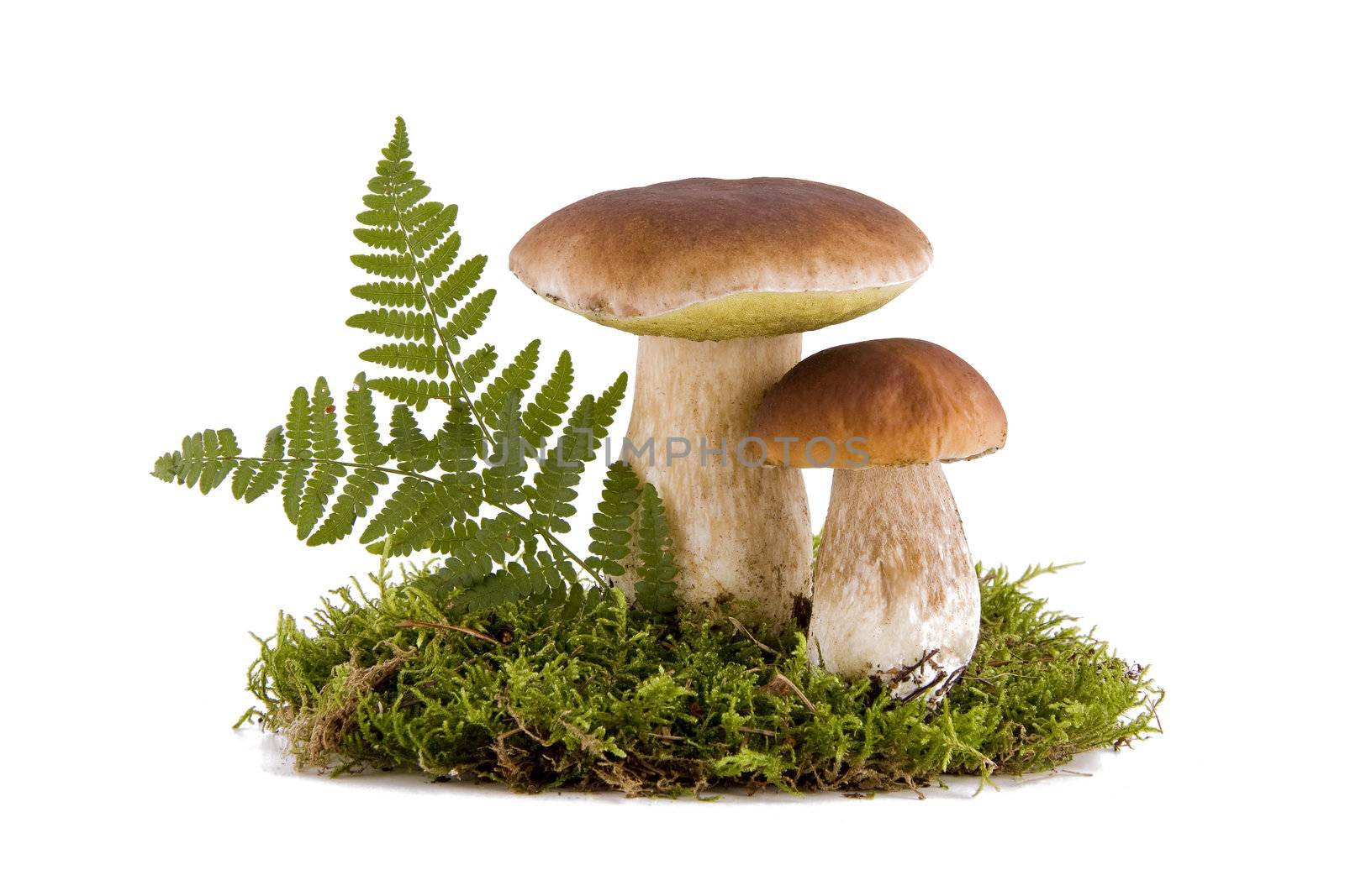 Two fresh porcini mushrooms in a green moss isolated on white background