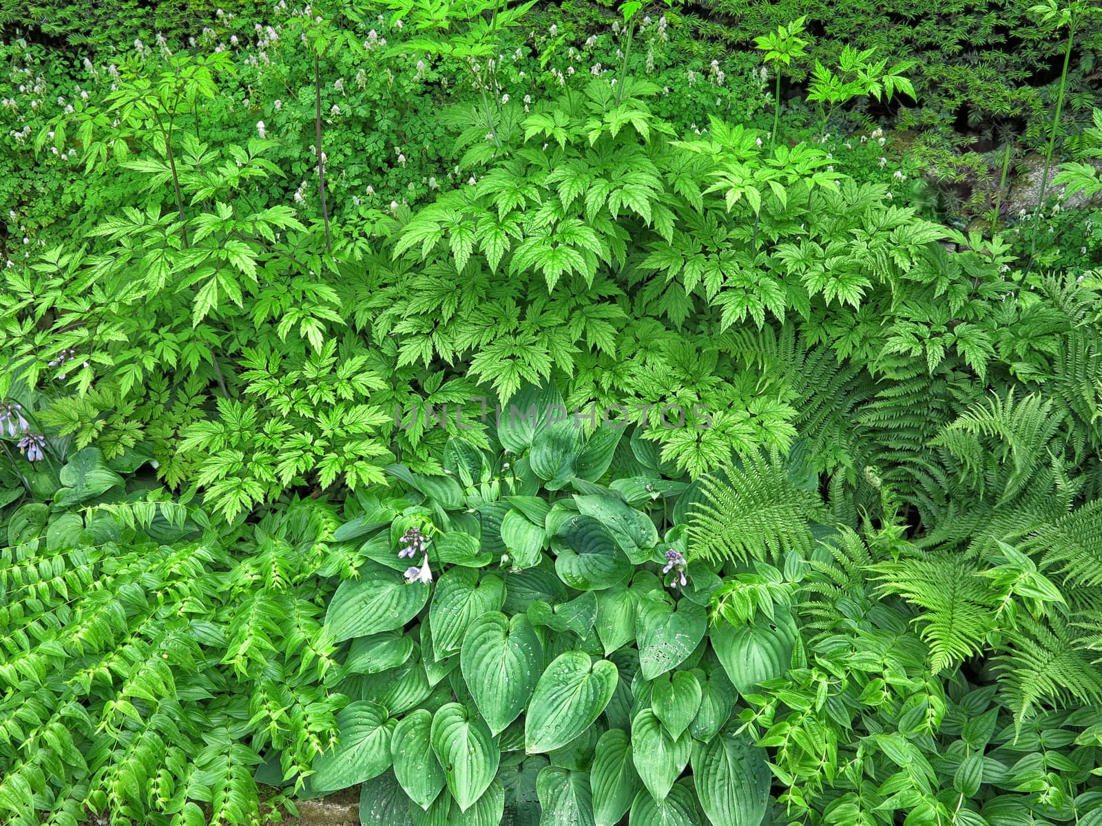 Summer green village garden background.