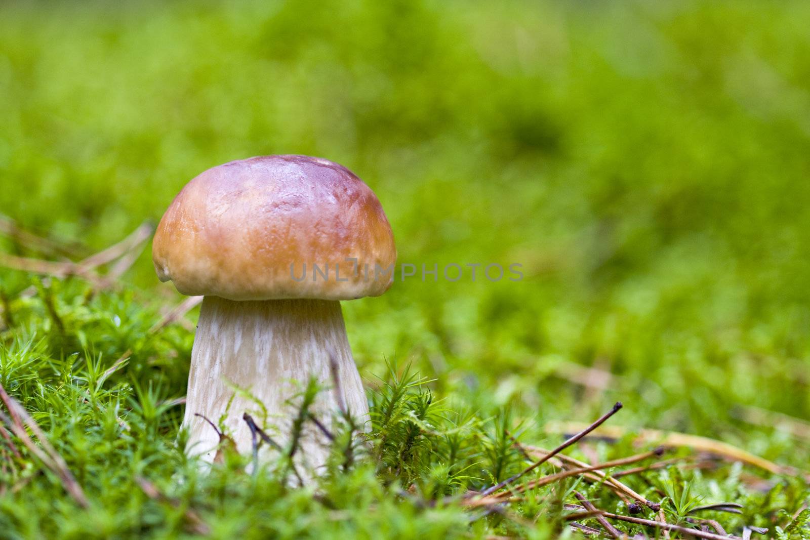 Little boletus on the background of green moss in the wild