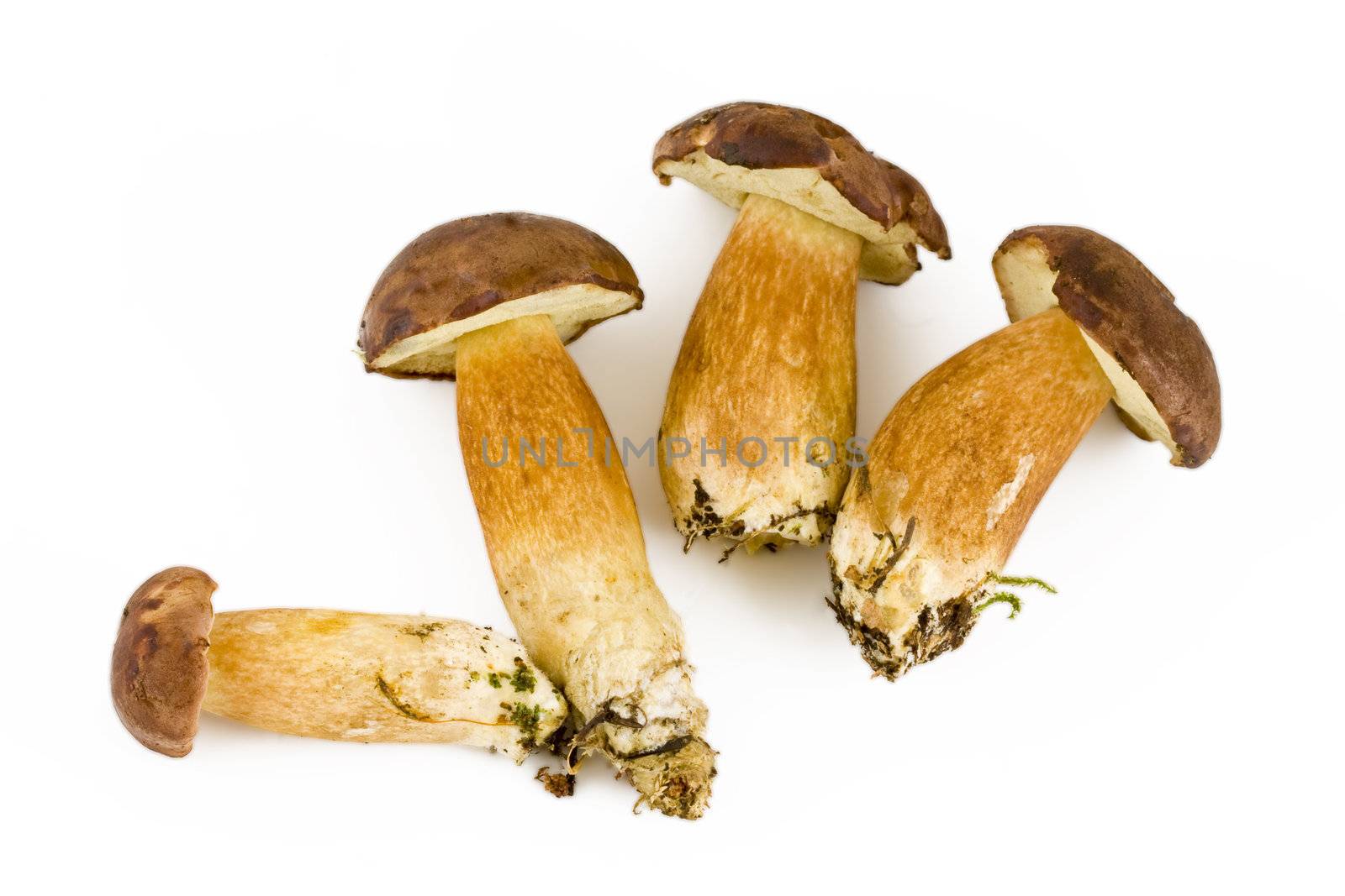 Four fresh mushroom isolated on white background