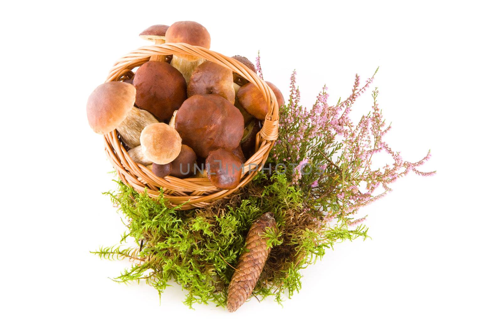 Mushrooms in a basket isolated on white, bottom view, studio shot