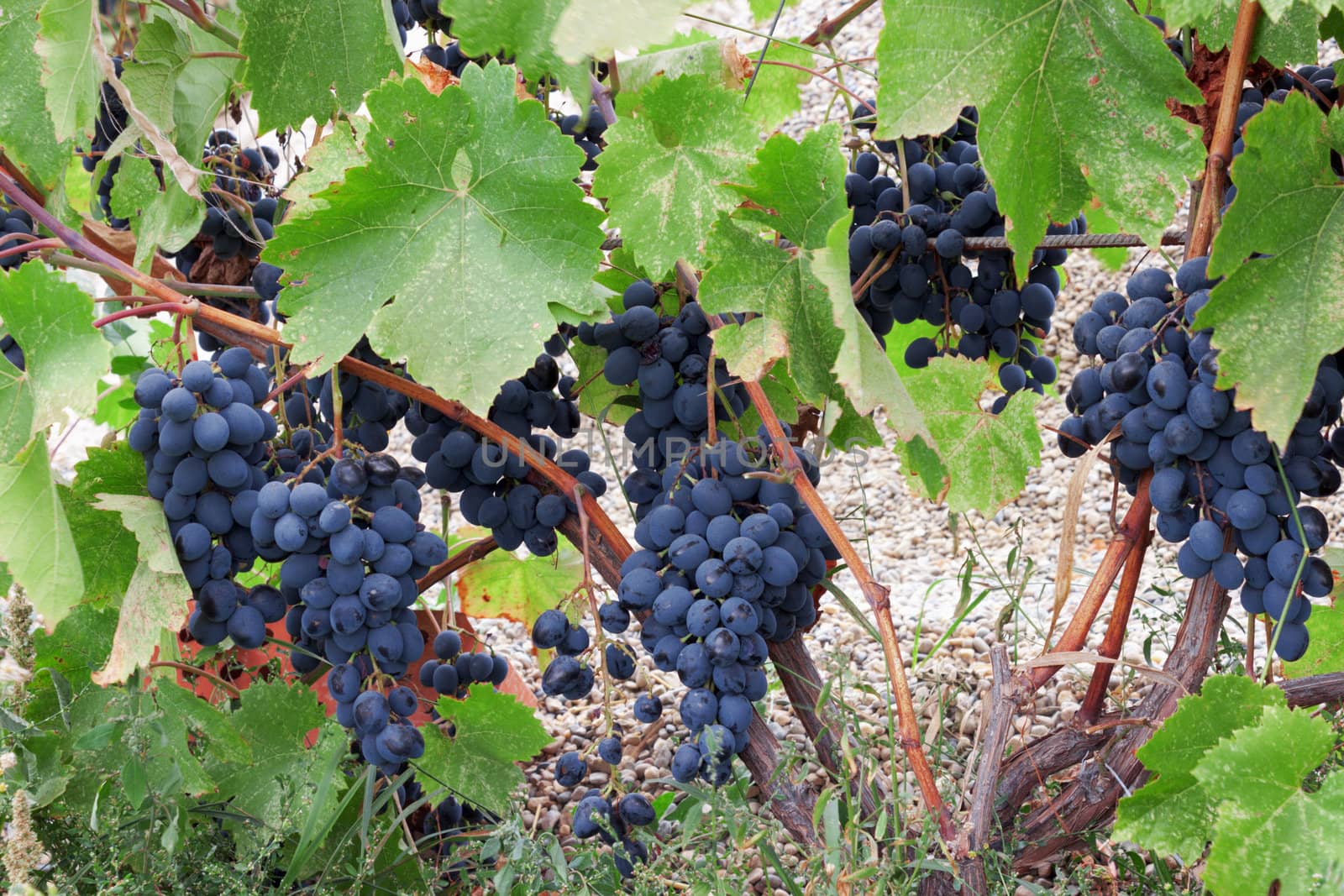 Heavy bunches of blue grapes in the vineyard