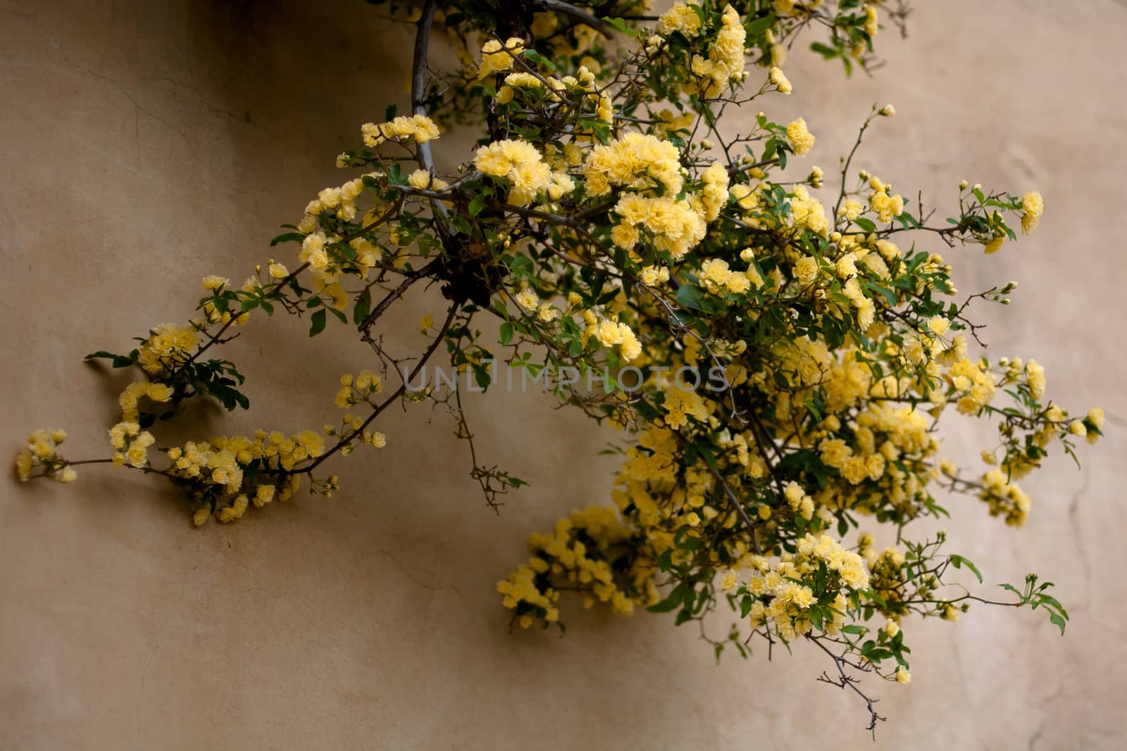 Many yellow roses on a wall
