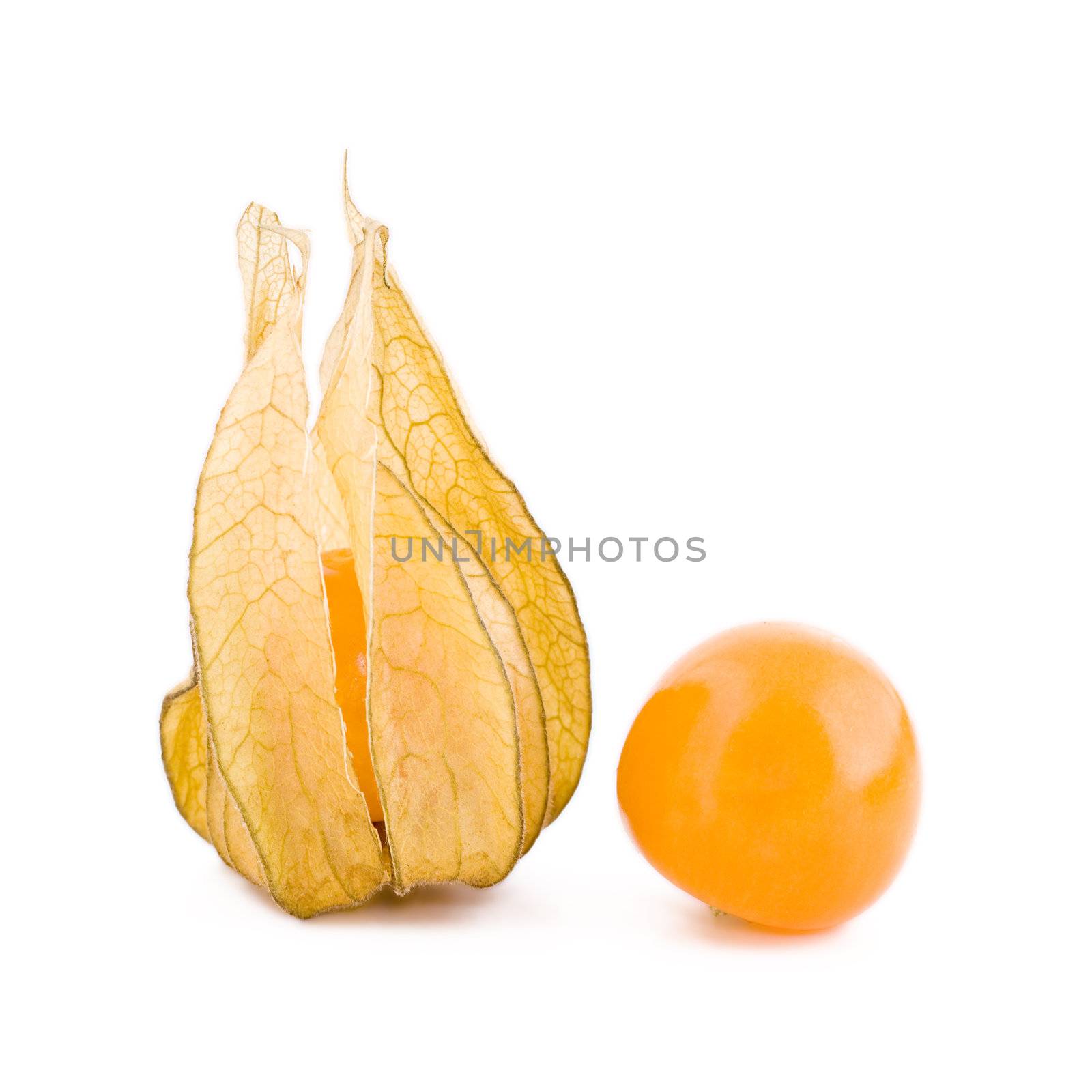 Two physalis fruits by Gbuglok