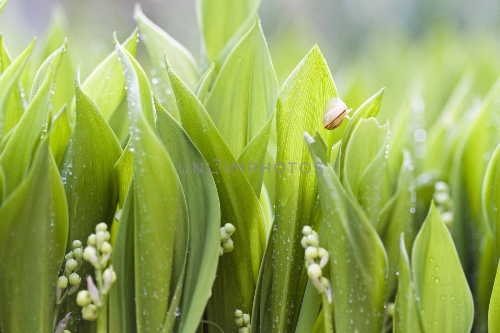 Green wet leafs of lilies with little snail