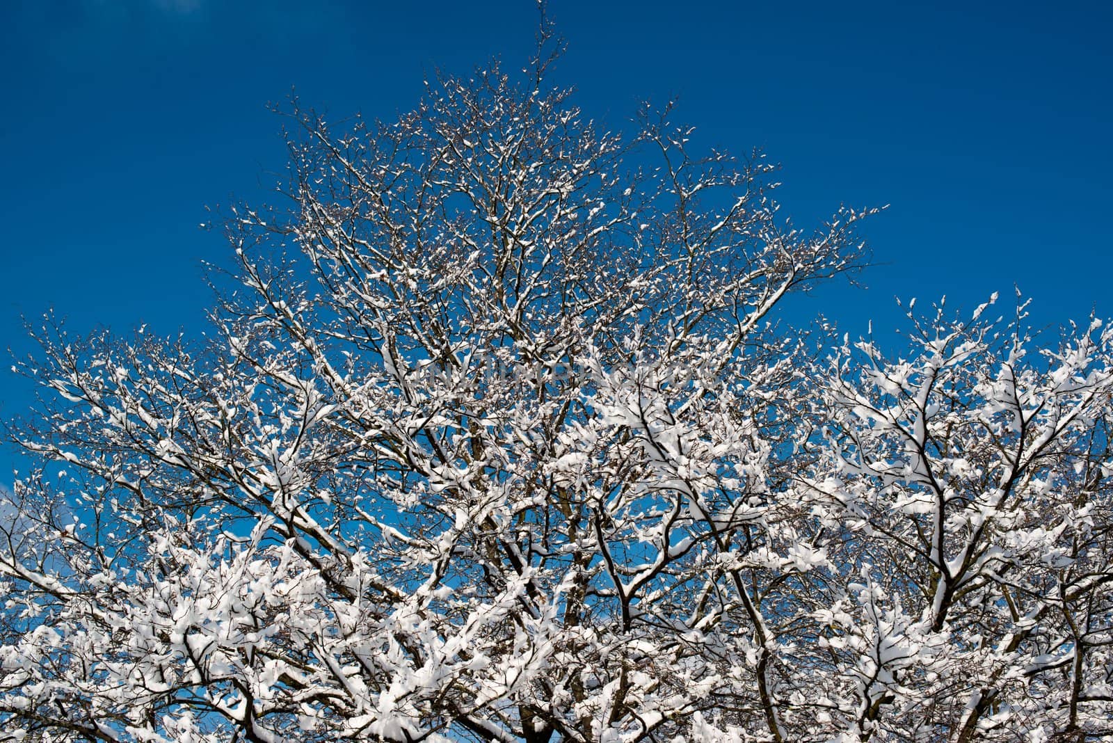 Trees covered with snow against great blue winter sky