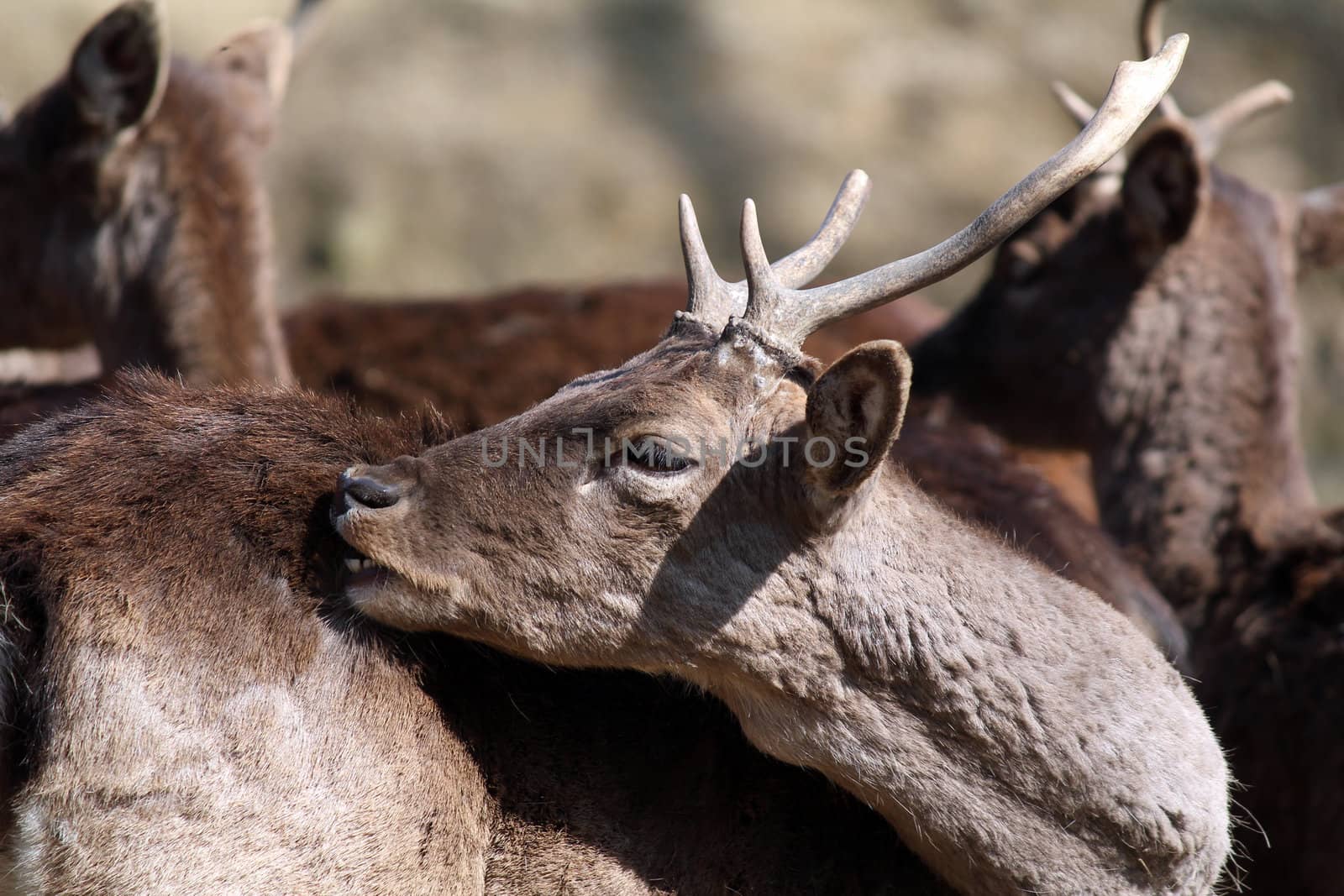 deer close up portrait nature scene