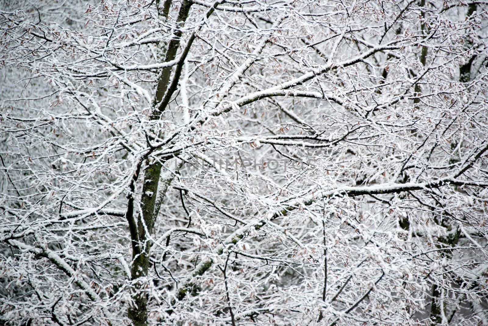 Deciduous trees covered with fresh snow - closeup