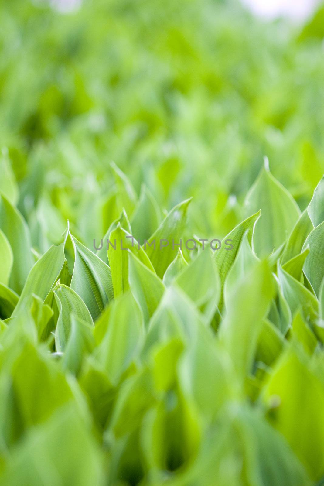 Fresh green leafs by Gbuglok