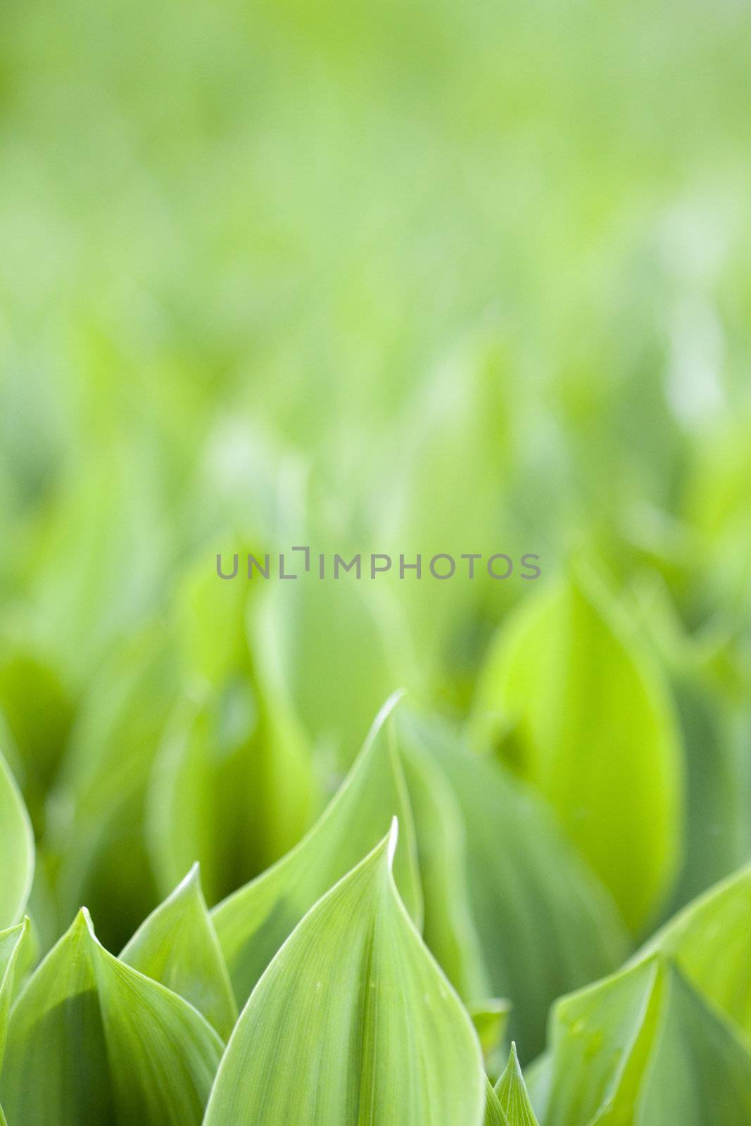 Fresh green leafs by Gbuglok