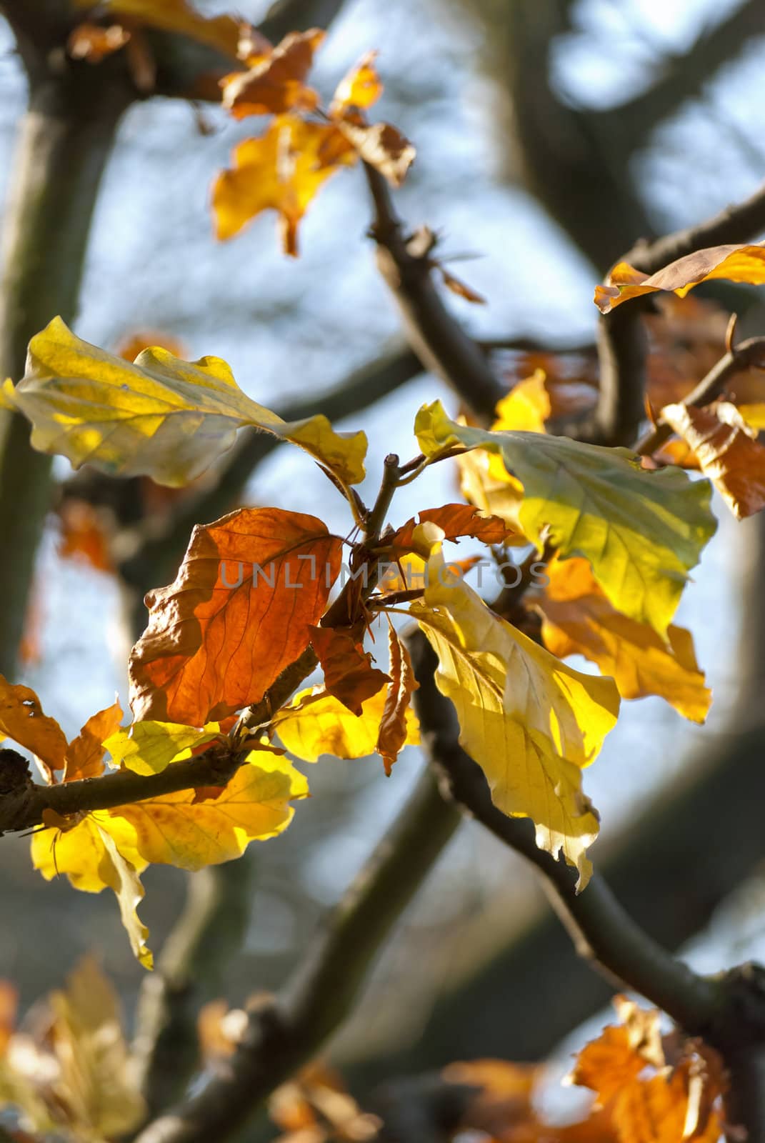 Colorful autumn leaves in the garden, sunny day