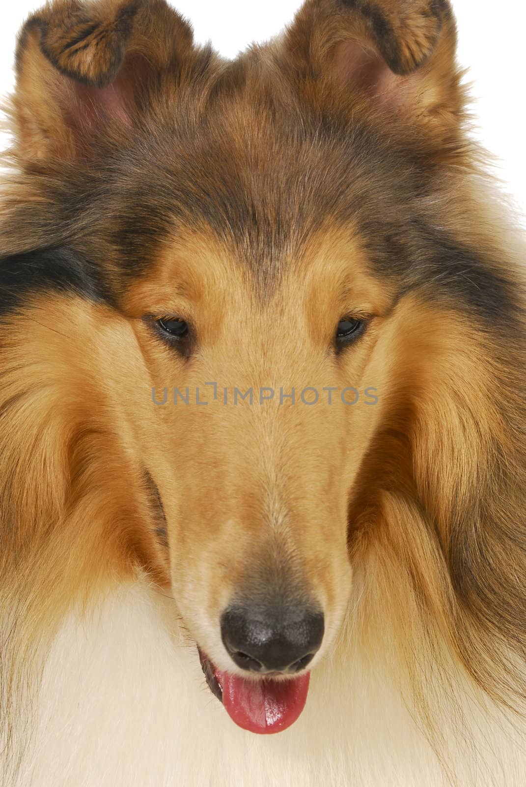 collie by willeecole123