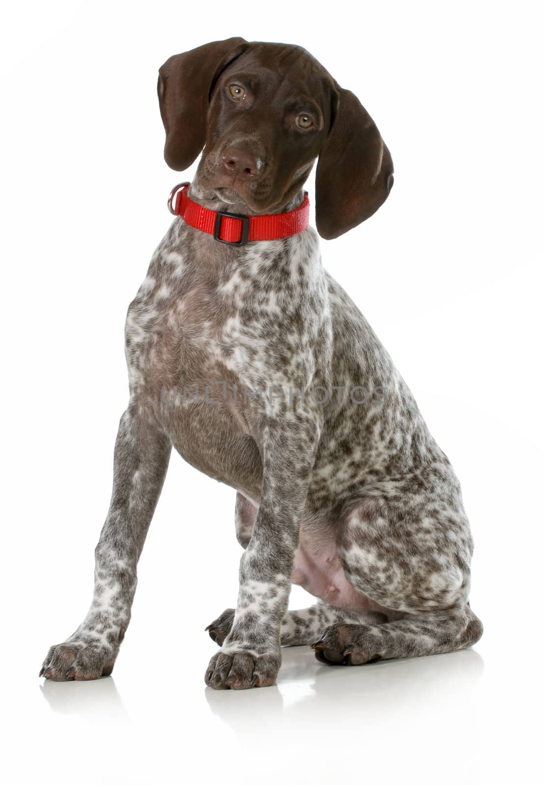 german short haired pointer puppy wearing red collar sitting on white background - 10 weeks old