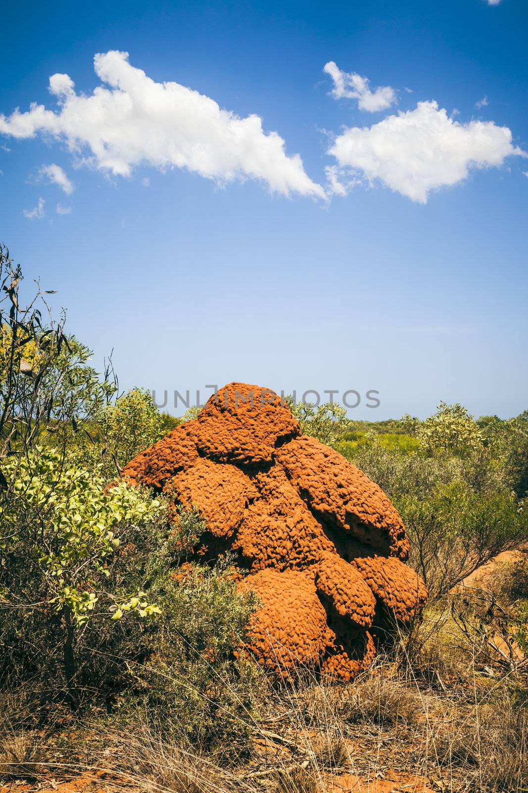 An image of a big termite hill in Australia