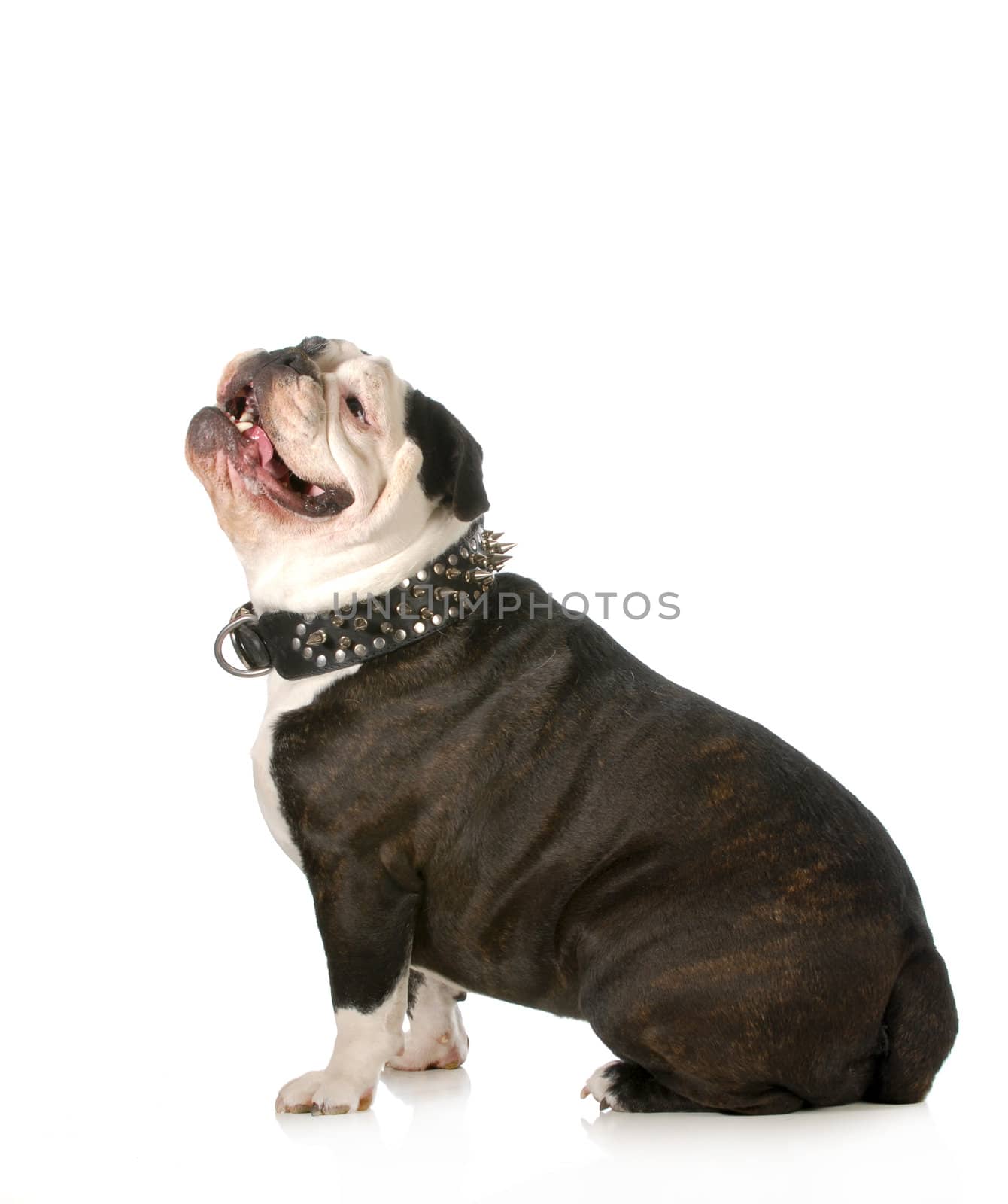 happy dog - bulldog wearing spiked collar looking up on white background