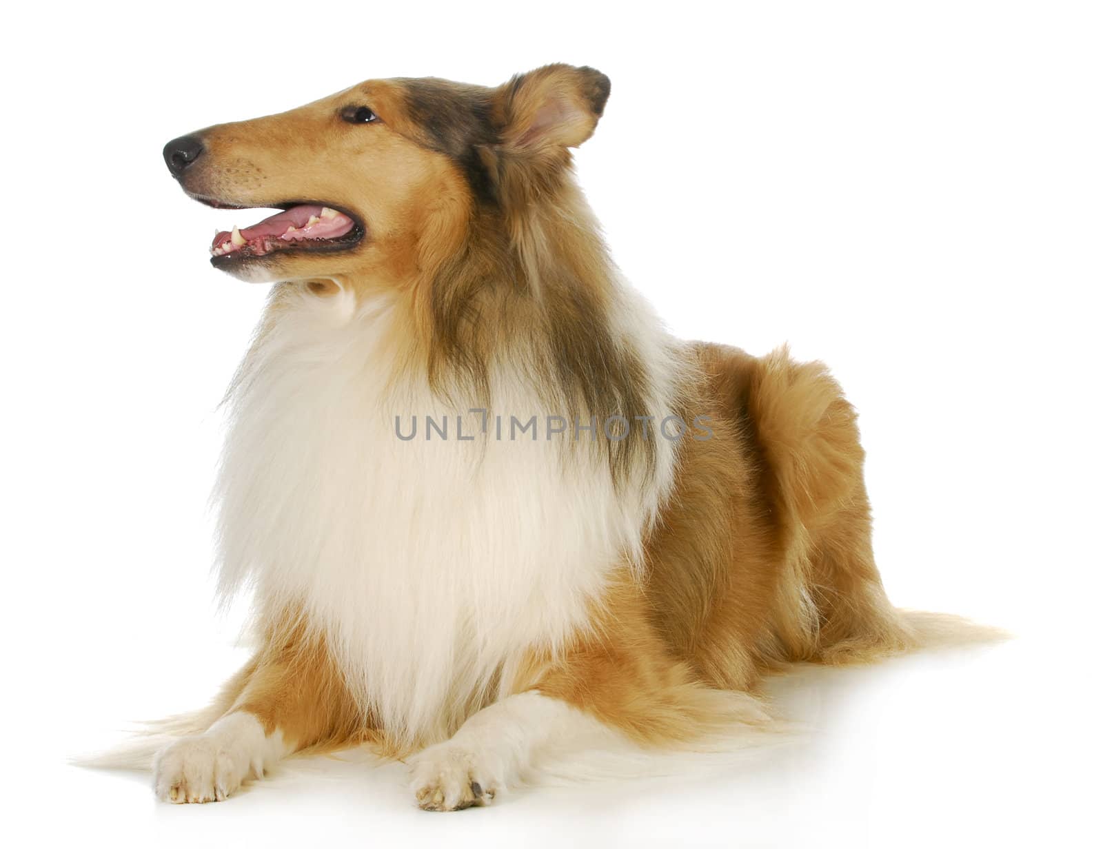 collie - rough collie laying down with reflection on white background