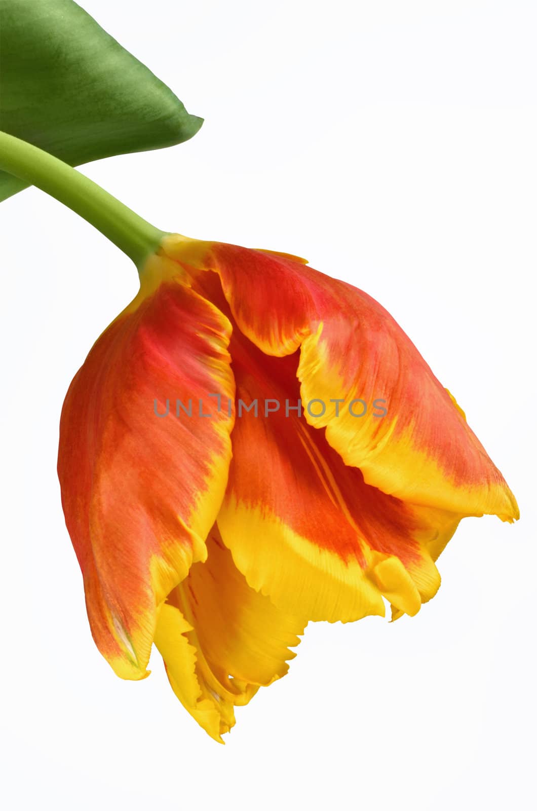 Blooming tulip isolated with path on white background.