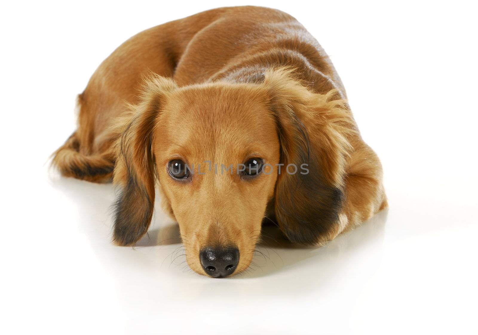 miniature dachshund with head down resting isolated on white background