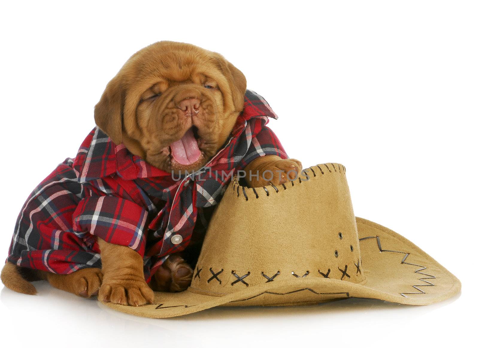 cute puppy - dogue de bordeaux puppy dressed like a country dog