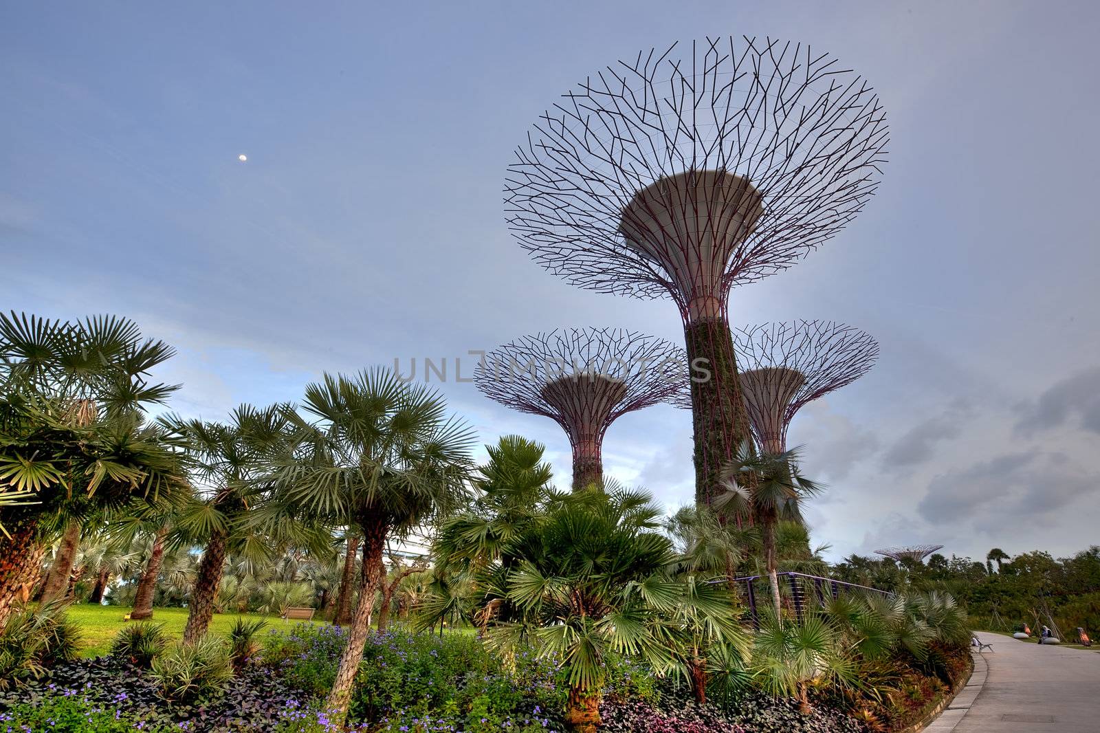 SINGAPORE - JANUARY 23: View of Supertree Grove at Gardens by the Bay on January 23, 2013 in Singapore. Spanning 250 acres of reclaimed land in central Singapore, adjacent to the Marina Reservoir.