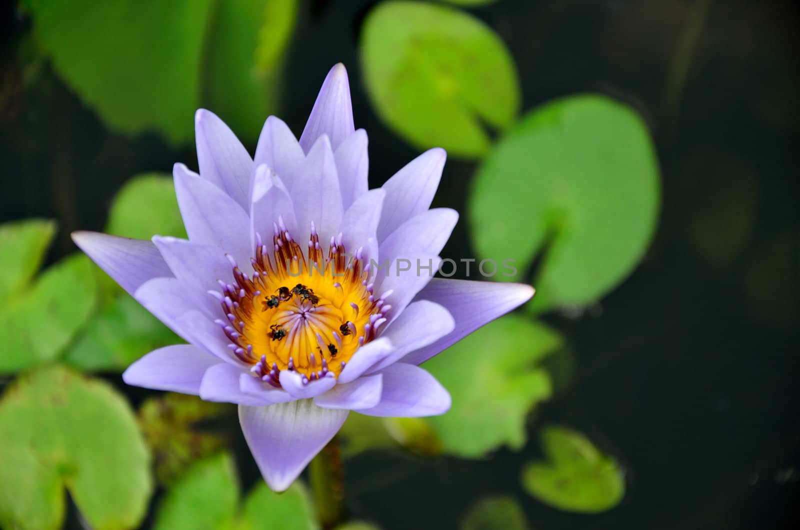 Lotus flower with bee in the pool
