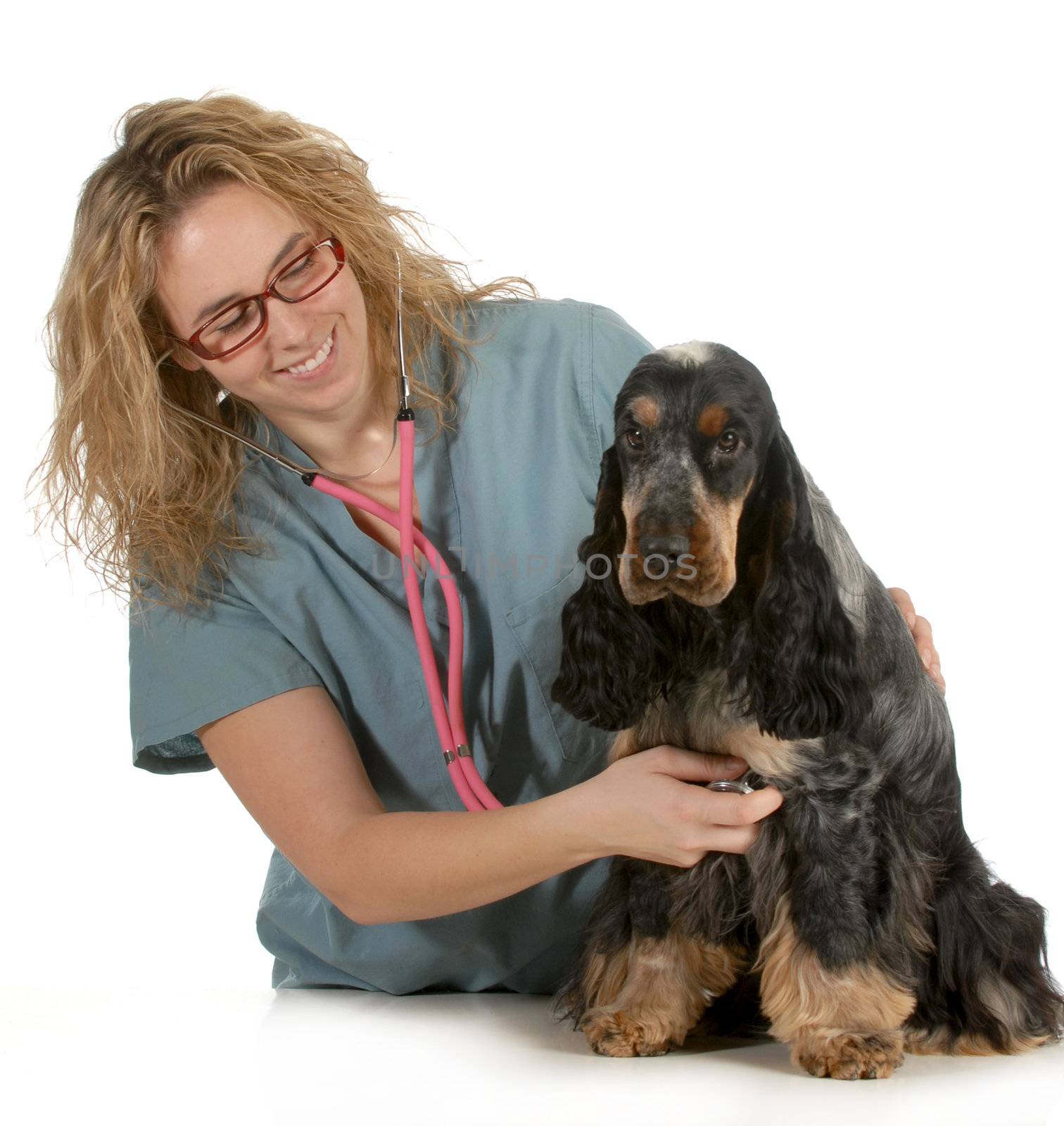 veterinary care - veterinarian listening to dog heart with stethoscope on white background - english cocker spaniel