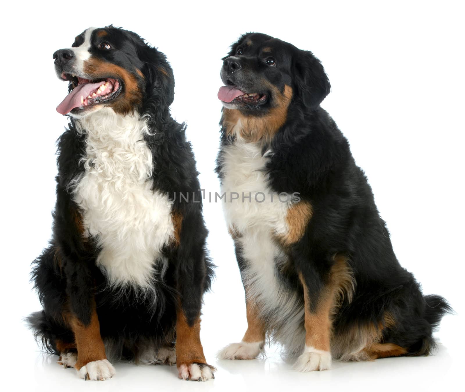 two big dogs - bernese mountain dog type dogs sitting looking up on white background