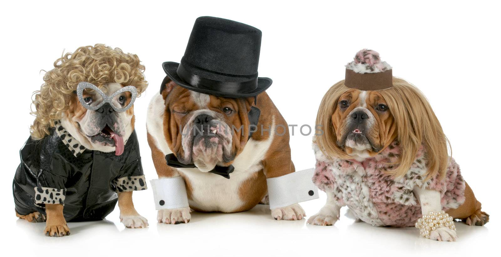 males bulldog with two females all dressed in formal clothing isolated on white background