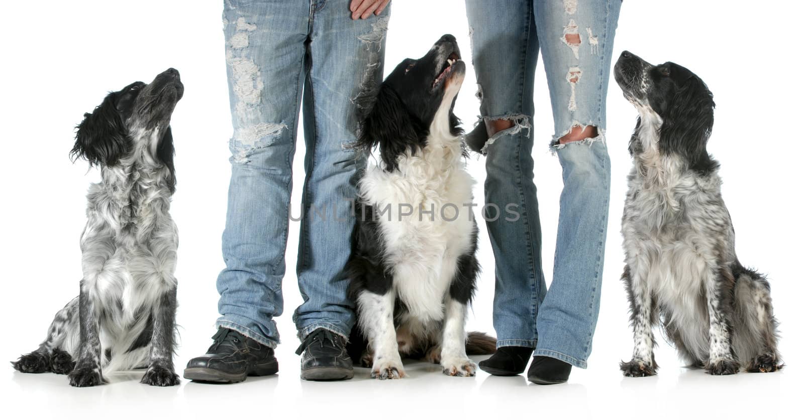 family with dogs - husband and wife with three dogs isolated on white background