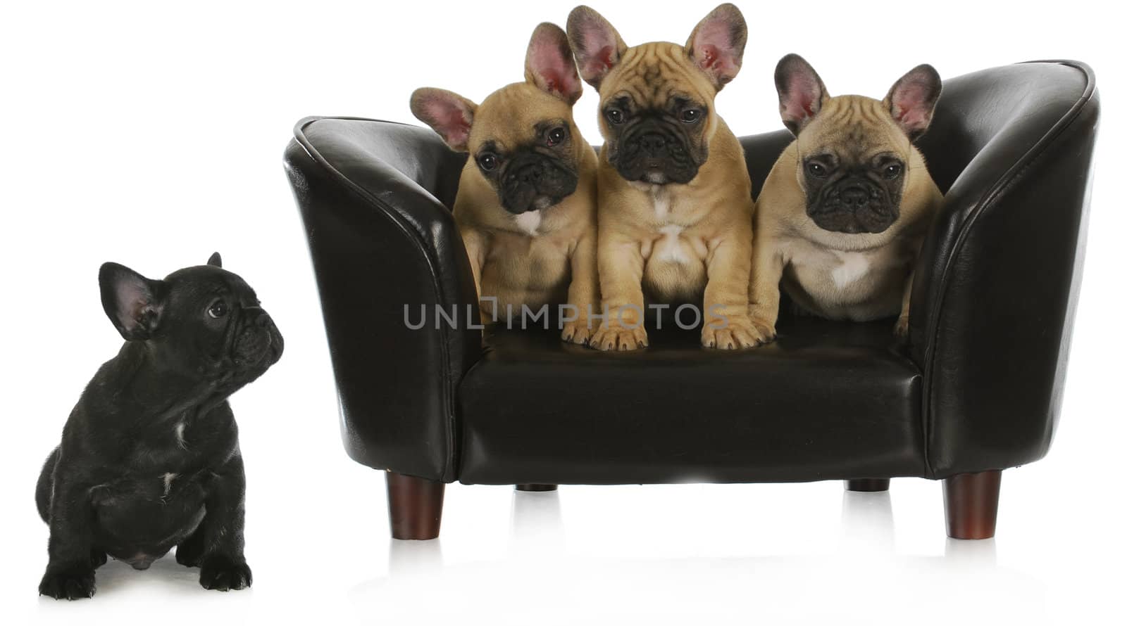 concept of bullying - three similar french bulldogs sitting together on dog couch while different one is separated isolated on white background