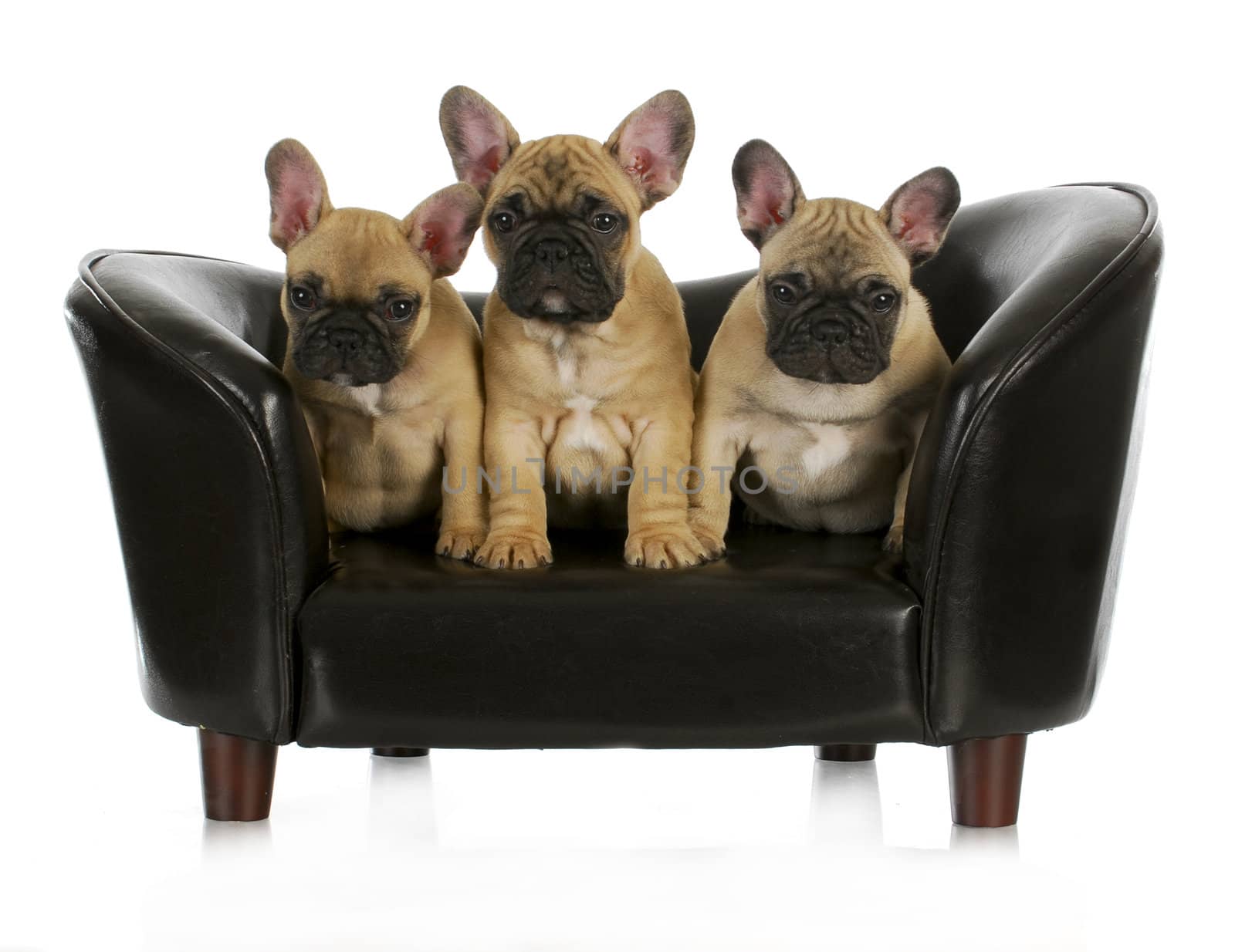 french bulldog litter - three frenchies sitting on a dog couch isolated on white background