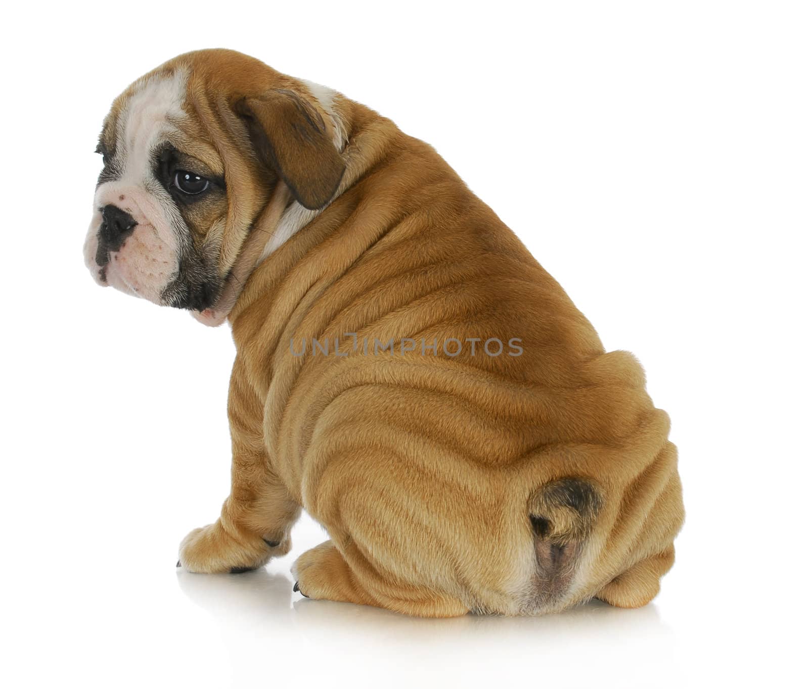 wrinkly puppy - english bulldog puppy with lots of wrinkles sitting with bum to viewer on white background