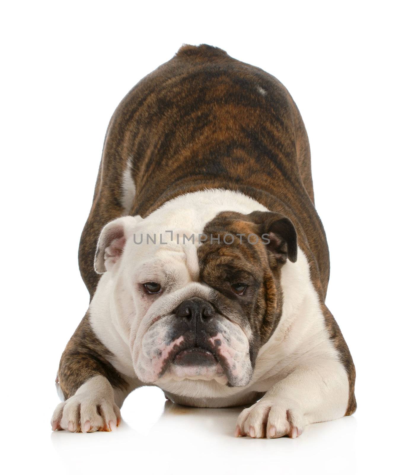playful dog - english bulldog with bum up in the air isolated on white background 