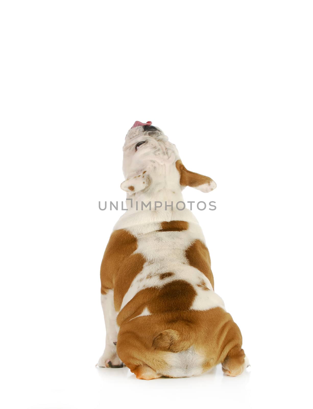 dog licking - english bulldog sitting with back to viewer and head up with tongue out licking