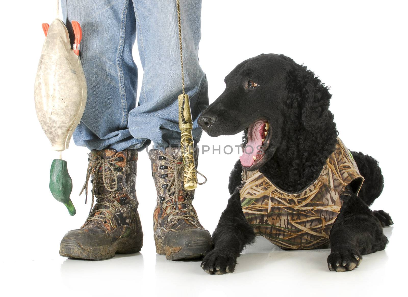 hunting dog -man hunter and curly coated retriever isolated on white background